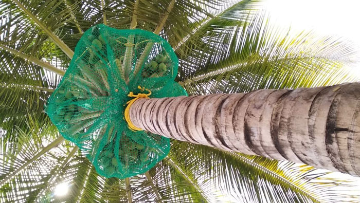 Coconut Safety Nets